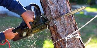 How Our Tree Care Process Works  in  Glen Cove, NY