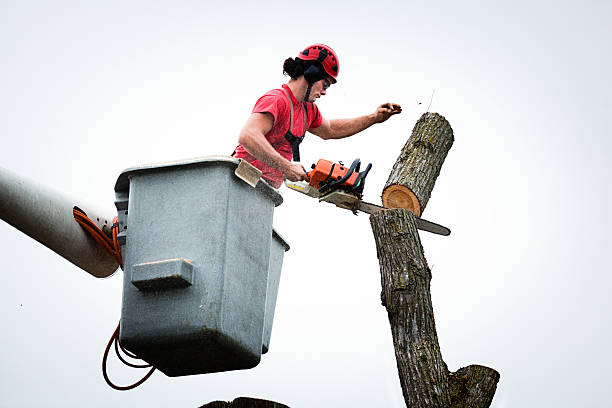 Leaf Removal in Glen Cove, NY